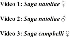 Video 1: Saga natoliae ♀  Video 2: Saga natoliae ♂  Video 3: Saga campbelli ♀