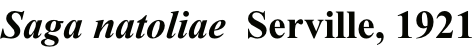 Saga natoliae  Serville, 1921